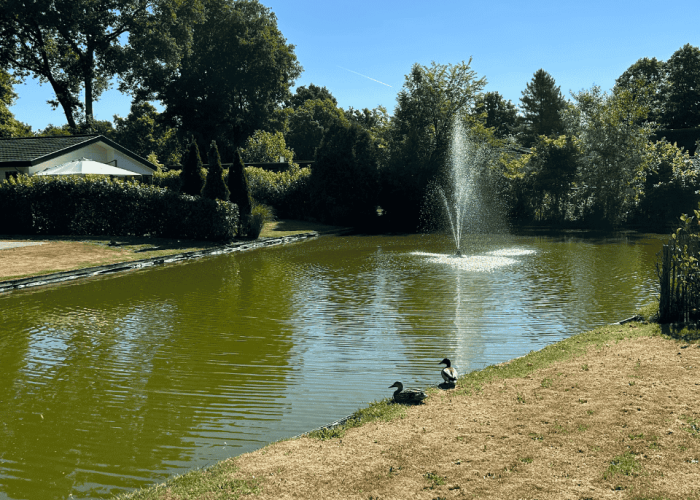 Vijver